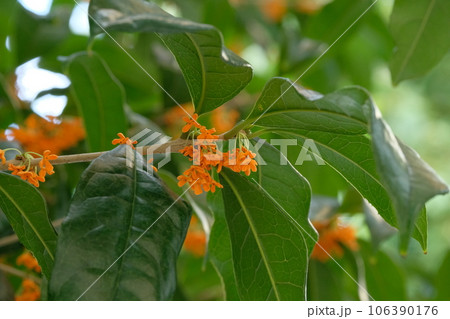 キンモクセイの花 106390176