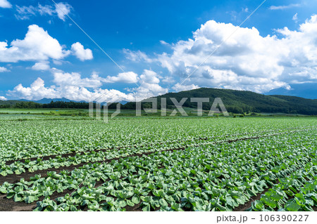 《群馬県》夏空の田園風景・嬬恋のキャベツ畑 106390227