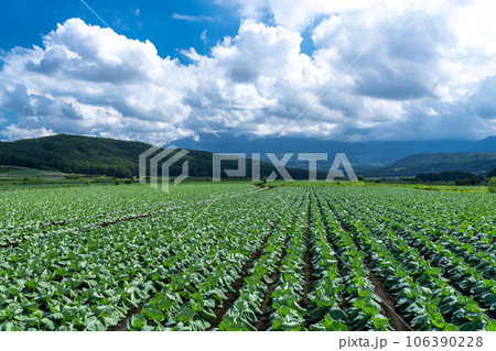 《群馬県》夏空の田園風景・嬬恋のキャベツ畑 106390228