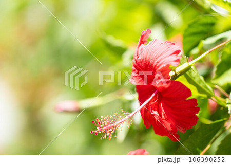 赤いハイビスカスの花 106390252