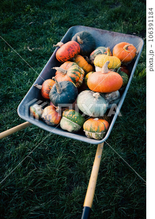 pumpkins in a dray autumn harvest 106391184