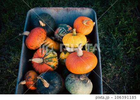 pumpkins in a dray autumn harvest pumpkins in a dray autumn harvest 106391185