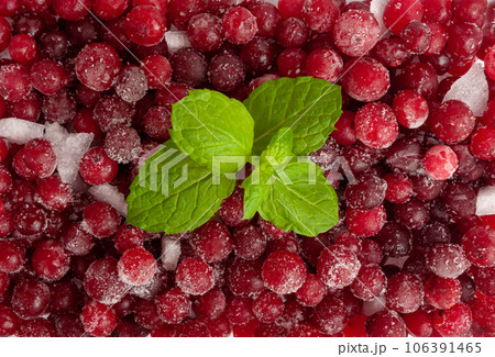 Frozen Lingonberry, Iced Cowberry, Snow Cranberry, Red Viburnum Berries, Frozen Lingonberry Frozen Lingonberry, Iced Cowberry, Snow Cranberry, Red Viburnum Berries, Frozen Lingonberry 106391465