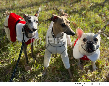 クリスマス衣装のイタリアングレーハウンドとフレンチブルドッグ4 106391708