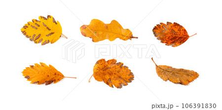 Autumn Leaf Set Isolated, Colored Autumn Tree Leaves, Red Orange Foliage, Fall Leaf Collection 106391830