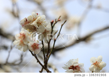 古都秋月・雛めぐり、福岡県朝倉市秋月 106391908