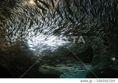 山口　下関　下関市立しものせき水族館　海響館 106392184