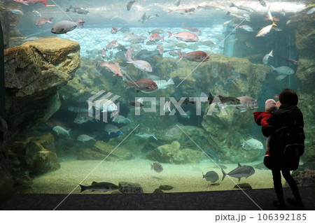 山口　下関　下関市立しものせき水族館　海響館 106392185