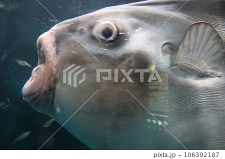 山口　下関　下関市立しものせき水族館　海響館 106392187