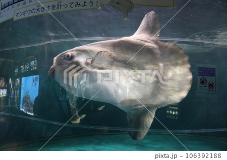 山口 下関 下関市立しものせき水族館 海響館 山口 下関 下関市立しものせき水族館 海響館 106392188