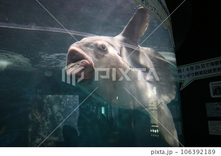山口 下関 下関市立しものせき水族館 海響館 山口 下関 下関市立しものせき水族館 海響館 106392189