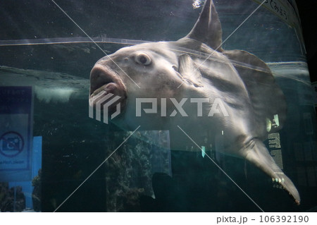 山口　下関　下関市立しものせき水族館　海響館 106392190