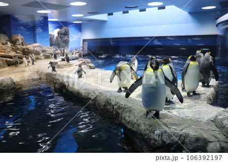 山口　下関　下関市立しものせき水族館　海響館 106392197