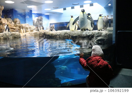 山口　下関　下関市立しものせき水族館　海響館 106392199