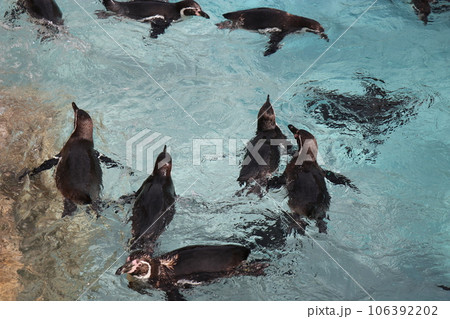 山口　下関　下関市立しものせき水族館　海響館 106392202