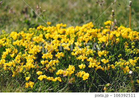 Spanish gorse or Carqueixa, Genista tridentata pea-like yellow flowers. The blossoming genista Spanish, Spanish broom 106392511