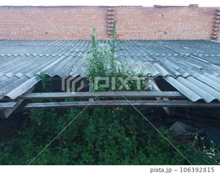 Grass is coming out of the roof in village garden. Countryside basements abandoned roof. Grass is coming out of the roof in village garden. Countryside basements abandoned roof. 106392815