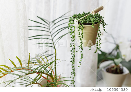 Senecio Rowleyanus Plant in a White Hanging Pot 106394380