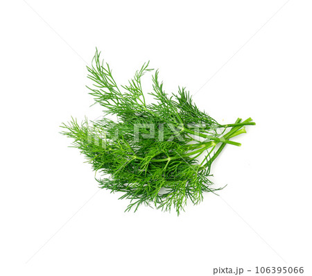 Dill sprig isolated. Fresh fennel twig, herb plant closeup, macro photo of fragrant dill twig 106395066
