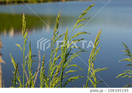 Meadow grass meadow with the tops of stele panicles. Poa pratensis green meadow european grass Meadow grass meadow with the tops of stele panicles. Poa pratensis green meadow european grass 106395195