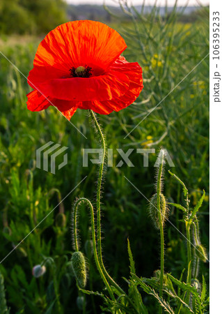 Papaver rhoeas or common poppy, red poppy is an annual herbaceous flowering plant in the poppy family, Papaveraceae, with red petals Papaver rhoeas or common poppy, red poppy is an annual herbaceous flowering plant in the poppy family, Papaveraceae, with red petals 106395233
