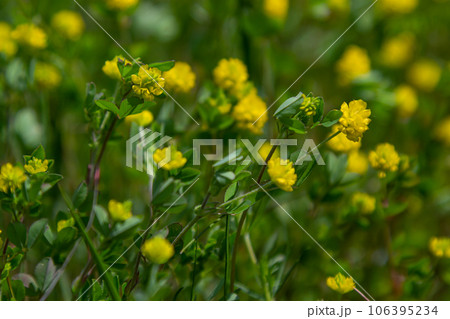 Trifolium campestre or hop trefoil flower, close up. Yellow or golden clover with green leaves. Wild or field clover is herbaceous, annual and flowering plant in the bean or legume family Fabaceae 106395234