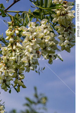 Abundant flowering acacia branch of Robinia pseudoacacia, false acacia, black locust close-up. Source of nectar for tender but fragrant honey. Locust tree blossom - Robinia pseudoacacia Abundant flowering acacia branch of Robinia pseudoacacia, false acacia, black locust close-up. Source of nectar for tender but fragrant honey. Locust tree blossom - Robinia pseudoacacia 106395240
