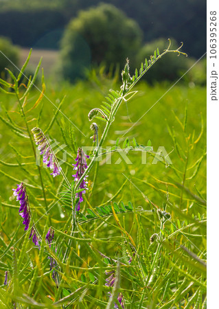 Vetch, vicia cracca valuable honey plant, fodder, and medicinal plant Vetch, vicia cracca valuable honey plant, fodder, and medicinal plant 106395268