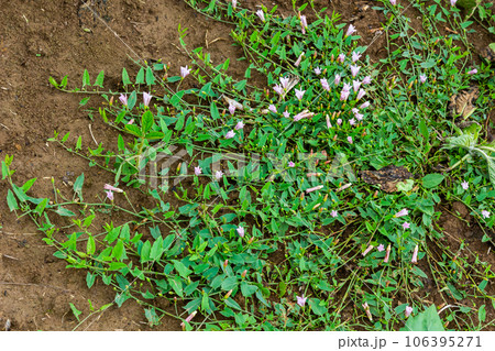 Field bindweed or Convolvulus arvensis European bindweed Creeping Jenny Possession vine herbaceous perennial plant with open and closed white flowers surrounded with dense green leaves Field bindweed or Convolvulus arvensis European bindweed Creeping Jenny Possession vine herbaceous perennial plant with open and closed white flowers surrounded with dense green leaves 106395271