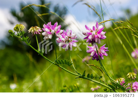 Securigera varia or Coronilla varia, commonly known as crownvetch or purple crown vetch Securigera varia or Coronilla varia, commonly known as crownvetch or purple crown vetch 106395273