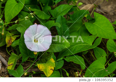 Field bindweed or Convolvulus arvensis European bindweed Creeping Jenny Possession vine herbaceous perennial plant with open and closed white flowers surrounded with dense green leaves 106395352
