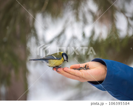 A tit sits on a man's hand and eats seeds. A tit sits on a man's hand and eats seeds. 106395584