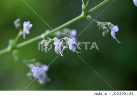 ヒキオコシの花 ヒキオコシの花 106395635