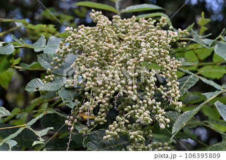 ヌルデの実 106395809