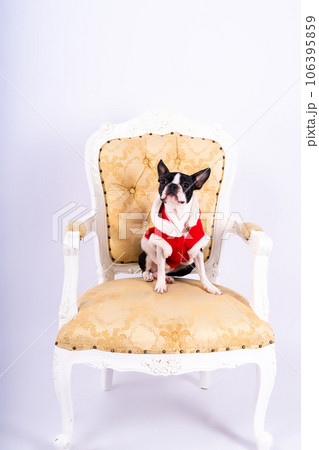 Boston Terrier dog sitting on an ancient arm chair in studio. 106395859