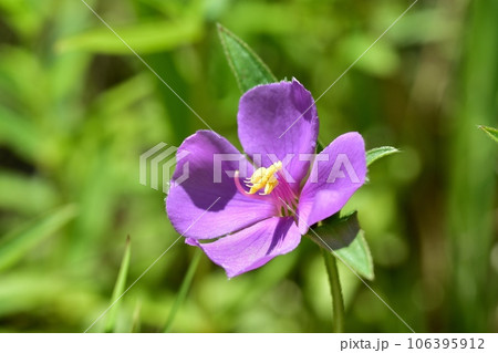 ヒメノボタンの花 106395912