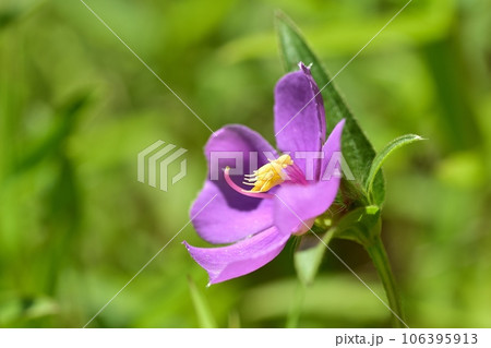 ヒメノボタンの花 ヒメノボタンの花 106395913