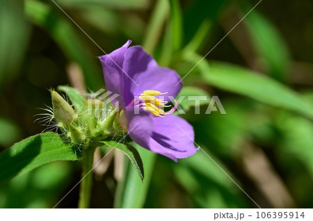 ヒメノボタンの花 ヒメノボタンの花 106395914