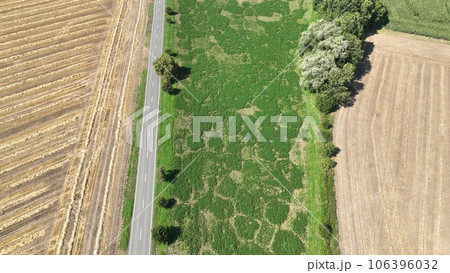 Field vole common Microtus arvalis disaster extremely attacked alfalfa Medicago sativa lucerne drone aerial plant violet flowers infested by short-tailed pest agrestis grey-brown overpopulation 106396032