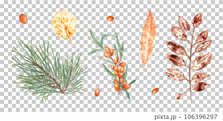 Colorful autumn leaves imprints, orange berries, pine branch. Set of fall dry leaves, sea buckthorn, fir, spruce. Watercolor illustration isolated on white background. For prints, cards design 106396297