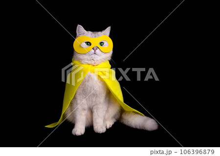 Cat in a yellow superhero costume, sits on black background 106396879