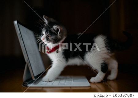 タブレットを見る猫 106397087