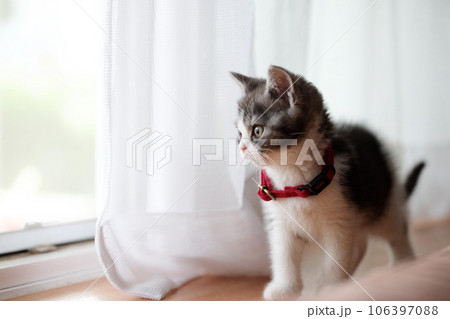窓辺の子猫 106397088