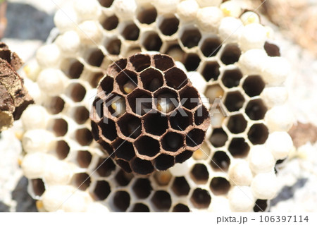 キイロスズメバチの巣と幼虫 キイロスズメバチの巣と幼虫 106397114