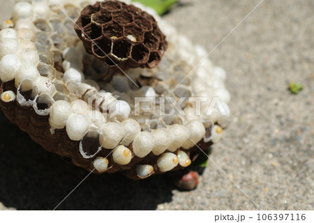 キイロスズメバチの巣と幼虫 106397116