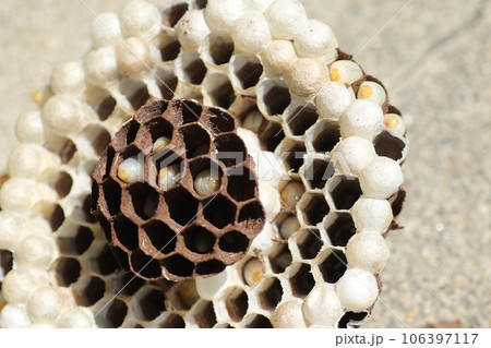 キイロスズメバチの巣と幼虫 キイロスズメバチの巣と幼虫 106397117