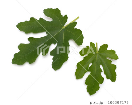 イチジクの葉 ドーフィン イチジクの葉 ドーフィン 106397175