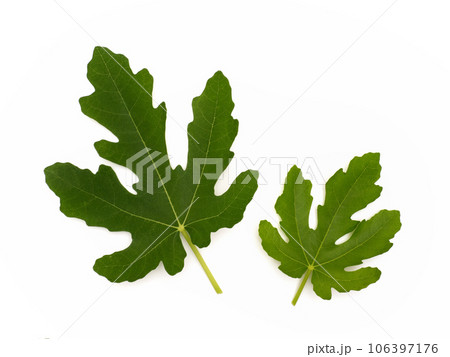 イチジクの葉　ドーフィン 106397176