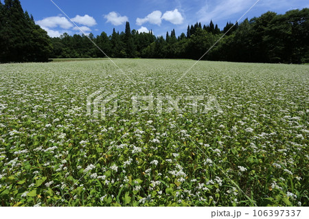 白い花が満開な、戸隠高原のそば畑 106397337