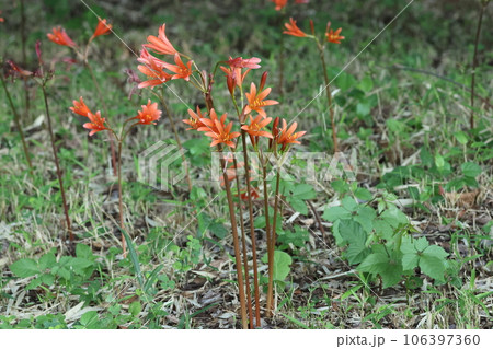 夏の終りに咲く、ヒガンバナの仲間、オレンジのキツネノカミソリ 夏の終りに咲く、ヒガンバナの仲間、オレンジのキツネノカミソリ 106397360